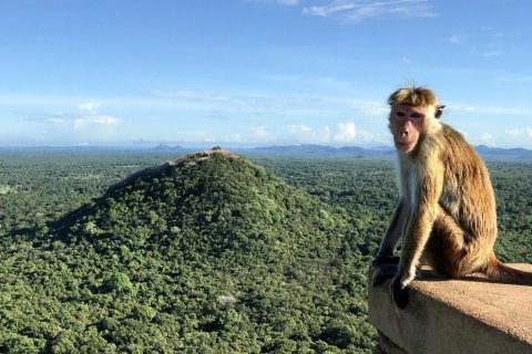 Landschaftsansicht Sri Lanka mit Affe. 
