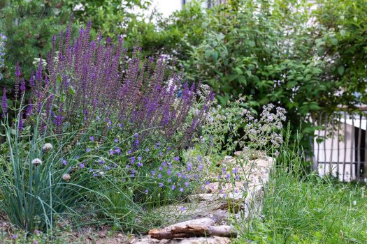 Das Foto zeigt einen Garten mit naturnaher Gestaltung. 