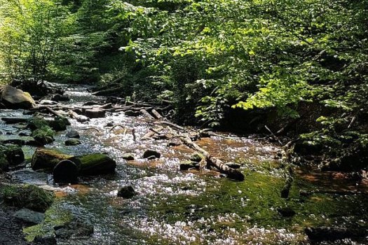 Zu sehen ist ein Fluss im Wald. Es ist Sommer, die B&auml;ume sind gr&uuml;n und bl&uuml;hen, die Sonne spiegelt sich glitzernd im Wasser.