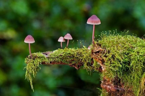 Lilafarbene Pilze auf einem mit Moos und Flechten bewachsenen Unterholz